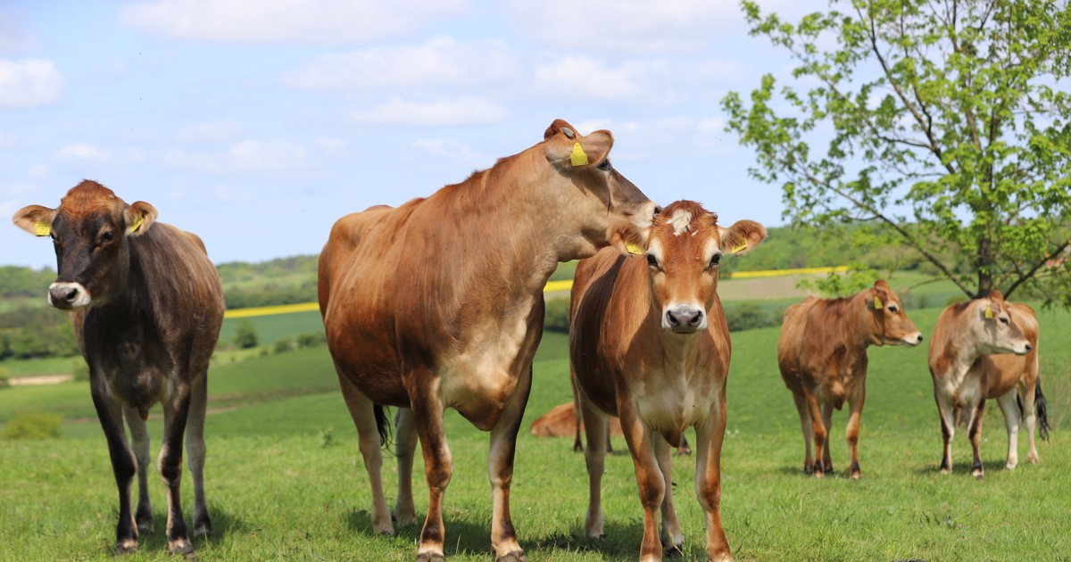 Kom til Økodag hele Danmark