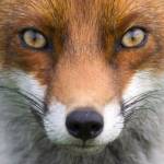 Anna Bee Profile Picture