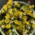 Mette Klyvø Profile Picture