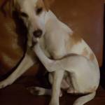 Mette Kongstad Profile Picture