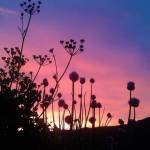 Pia Bundgaard Profile Picture