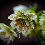 Rikke Pedersen Profile Picture