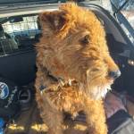 HansVest Hansen Profile Picture