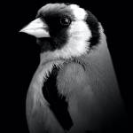 Andreas Halberg Profile Picture