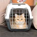 Pet Taxi London Profile Picture