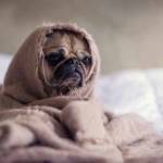 buddylife magazine Profile Picture