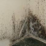 Roof Cleaning And Restoration George Profile Picture